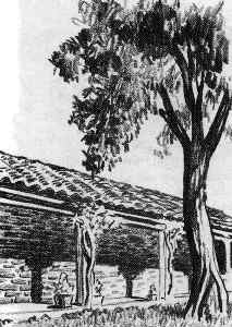 History of Santa Clara de Asís 3 | California Missions An olive tree inside the mission garden